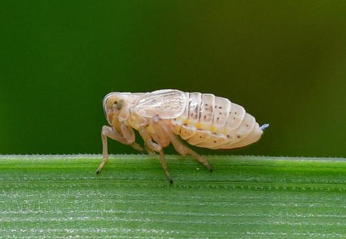 Réf. 342 821 : Hyledelphax elegantulus